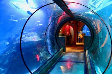 Sea Life Preise Tickets Infos Ffnungszeiten