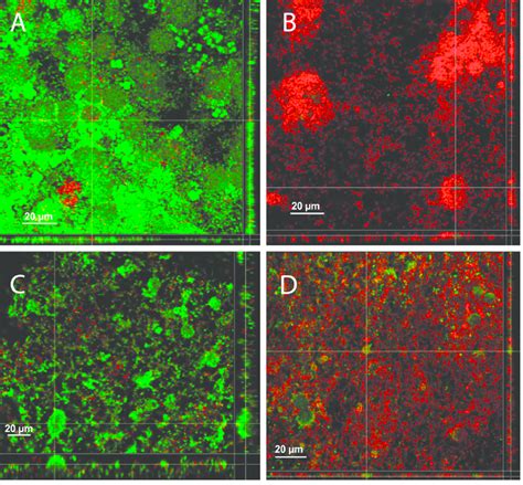 Clsm Images Of A Multi Species Water Flora Biofilm Inoculated With E