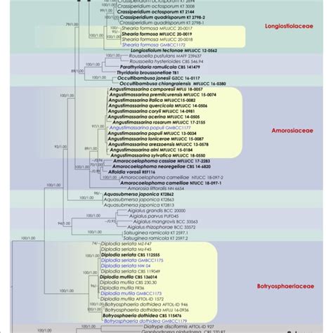 Figure Raxml Tree Based On A Combined Dataset Of Partial Ssu Lsu Its