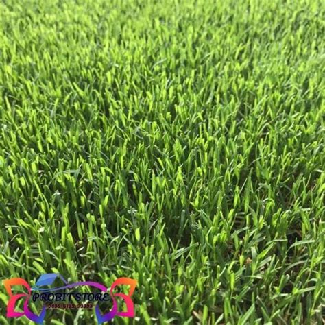 Jual Diskon 100 Benih Biji Rumput Bermuda Grass Seed Taman Di Lapak