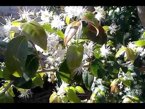 Abejas Locas Con Las Flores De La Pitanga Negra Huertas Urbanas