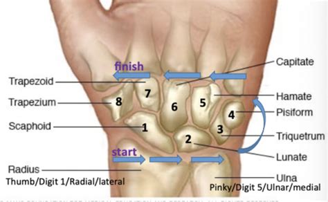 Wrist And Hand Anatomy Flashcards Quizlet