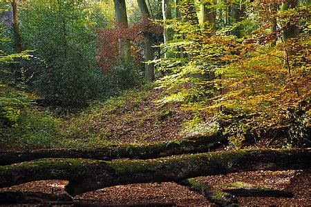 Free Photo Trees Avenue Autumn Away Mood Outdoor Fall Leaves