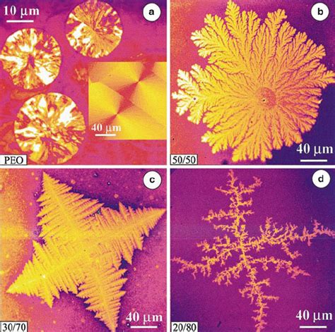 Polymer Crystallization Morphologies As A Function Of Polymer