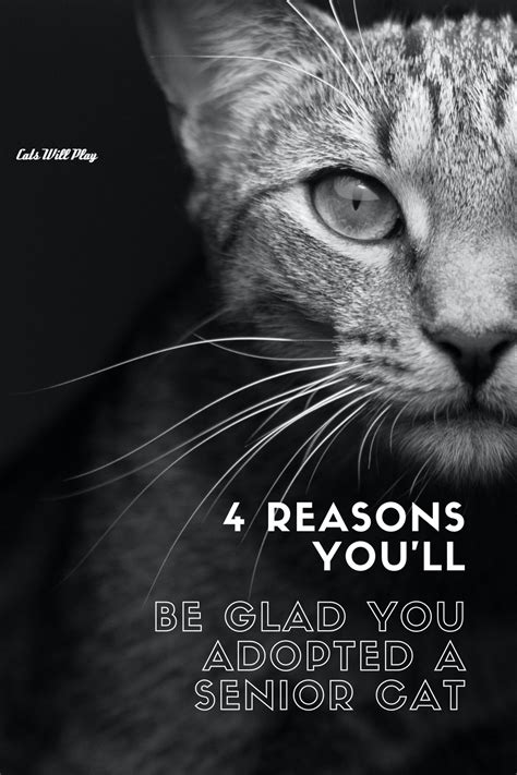 4 Reasons You'll Be Glad You Adopted a Senior Cat - Cats Will Play
