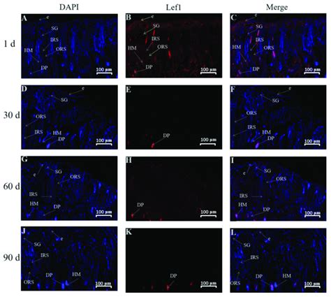 Immunofluorescence Staining For Lef In Skin Tissues Of Gansu Alpine