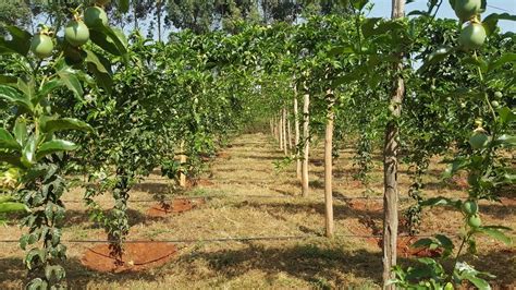 Fruit Farming