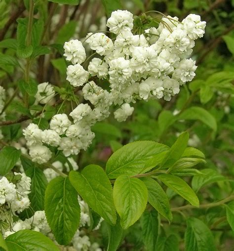 Spiraea prunifolia - Изображение особи - Плантариум