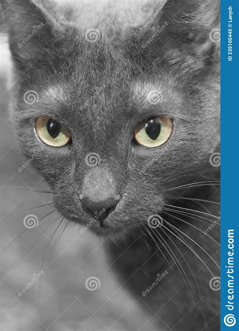 Gato Gris Con Los Ojos Verdes Grandes Imagen De Archivo Imagen De