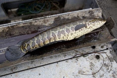 Cara Budi Daya Ikan Gabus Untuk Pemula Murah Dan Mudah