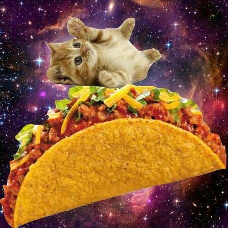 Taco Kitten Blank Template Imgflip