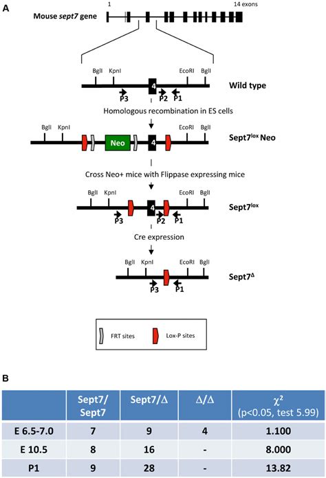 Generation Of Sept7 Floxed Mice And Characterization Of Embryonic Download Scientific Diagram