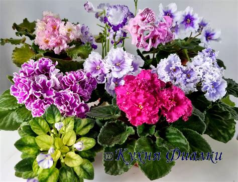фиалки в Беларуси, фиалки в Минске, заказать фиалки, фиалки почтой ...