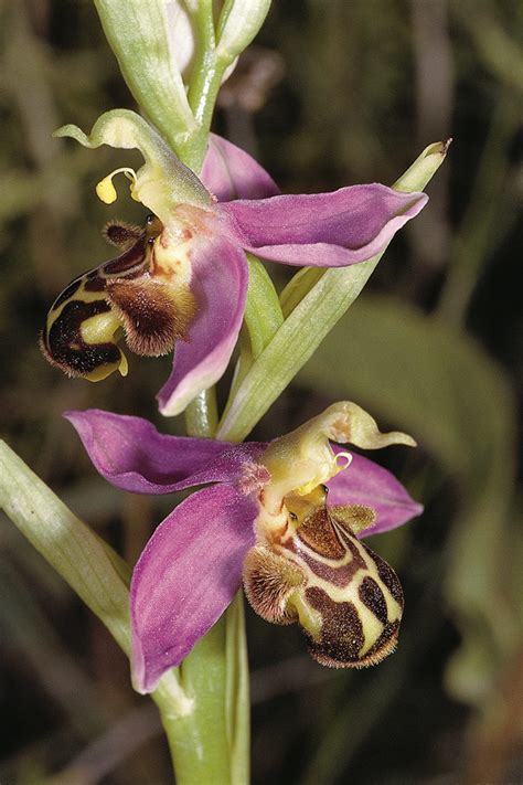 Ophrys Apifera Orchids Wiki