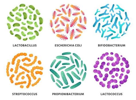 Bakterie Probiotyczne Lactobacillus Bifidobacterium I Lactococcus W