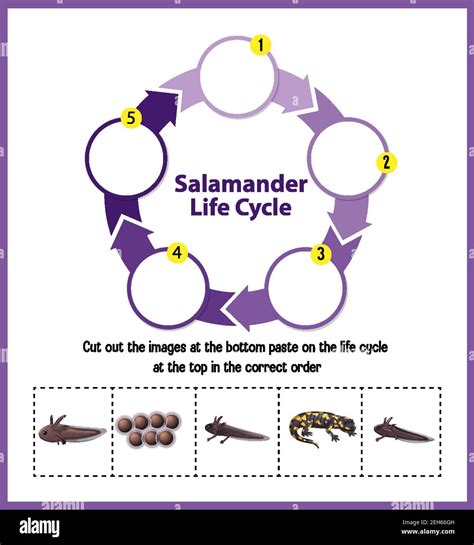 Salamander Life Cycle Diagram illustration Stock Vector Image & Art - Alamy