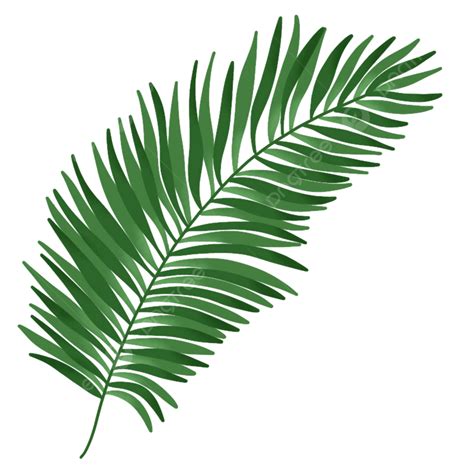 Palm Tree Leaves Psd