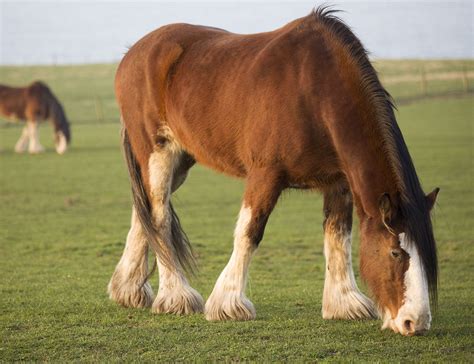 19 Great Clydesdale Horse Facts - Facts.net