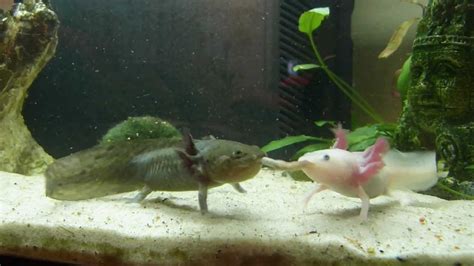 Axolotls Fighting For Food Hd Ambystoma Mexicanum Youtube