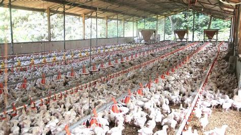 5000 10000 Broiler Poultry Chicken Commercial Farm Introduction