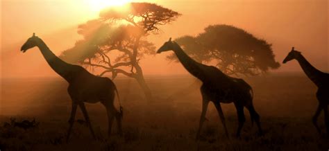 Africa Small Group Tours For Seniors Odyssey Traveller