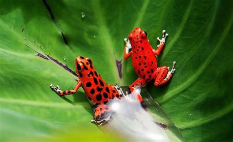 Red Frog Discovery - HELLO TRAVEL PANAMA Reservations