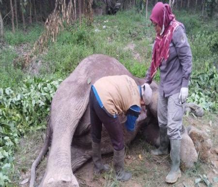 Gajah Sumatera Ditemukan Mati Di Pelalawan Diduga Diracun