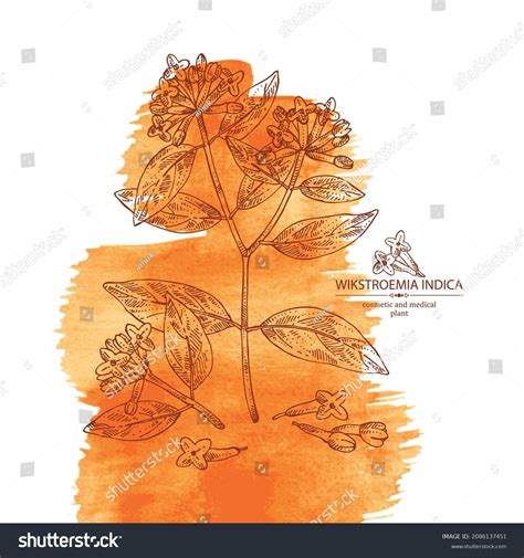 4,183 Daphne Plants Images, Stock Photos & Vectors | Shutterstock