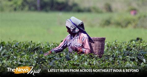 Assam Cabinet Approves Special Scheme For Tea Industry