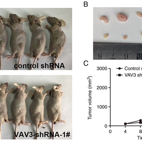 Vav3 Shrnas Significantly Decreased Tumor Growth In A Xenograft Model