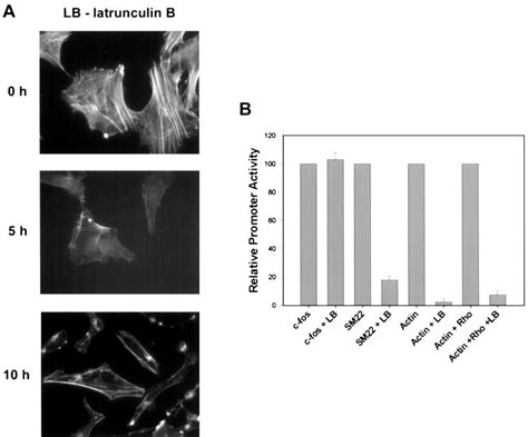 Effects Of Latrunculin B On Actin Polymerization And Promoter Activity