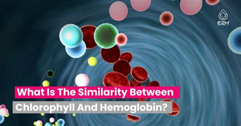 What Is The Similarity Between Chlorophyll And Hemoglobin Best