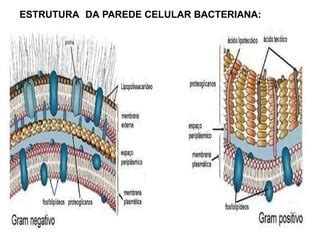 Protozoários Tem Parede Celular - Aula 4 Bacterias, fungos, protozoarios Características e Morfologia (1 ...