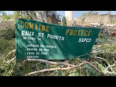 Saly La population dénonce le bradage de la forêt classée YouTube