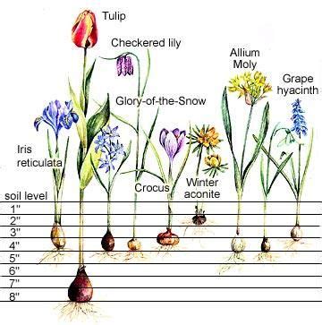 Planting Tulip Bulbs How Deep - Mbi Garden Plant