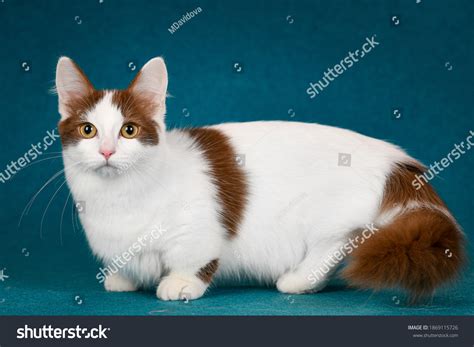 4,742 Munchkin cat Images, Stock Photos & Vectors | Shutterstock