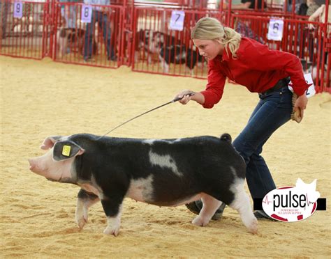 The Exposition Spotted Gilts Div I The Pulse