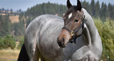 Roan Horses: Their Unique Coat Patterns Are Naturally This Stunning