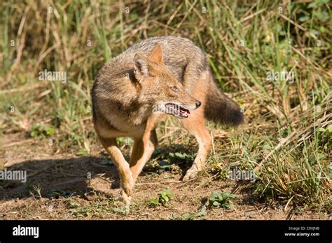 Golden Jackal Canis Aureus Sitting At Side Of Road India Stock Photo