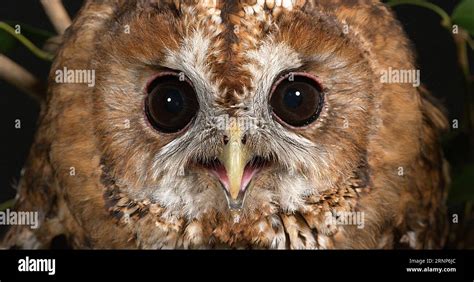 Eurasian Tawny Owl Strix Aluco Portrait Of Adult Normandy Stock