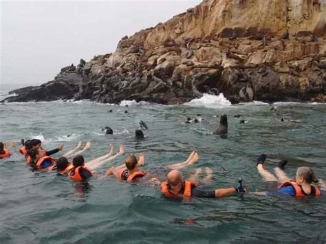 Excursion Sur Lîle De Palomino Rencontre Avec Les Otaries Incluse