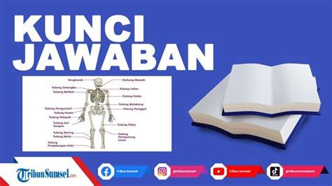 Nama Nama Tulang Lengan Dan Fungsinya Ilmu