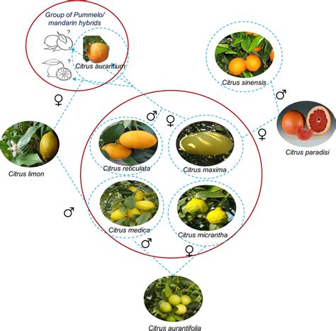 Phylogenetic Relationships Between Key Citrus Species And Their