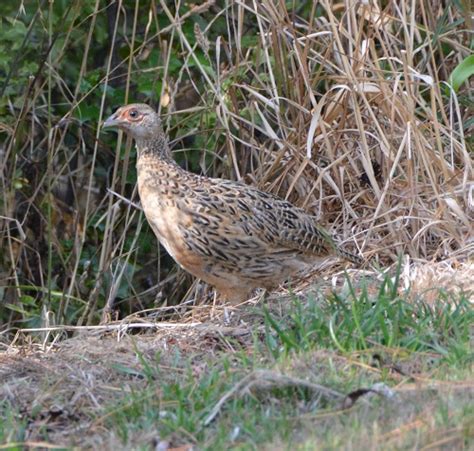 Female ring-necked pheasant (Introduced) - ZooChat