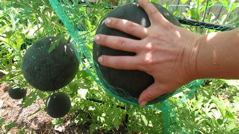 How To Grow Watermelons On A Trellis And Garden Tour Come For A Walk