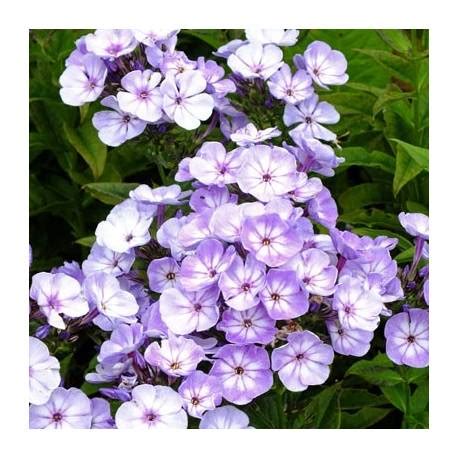 Floks Wiechowaty Younique Old Blue Phlox Paniculata Albamar