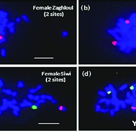 Fluorescence In Situ Hybridization In Date Palm A B Green S Rdna