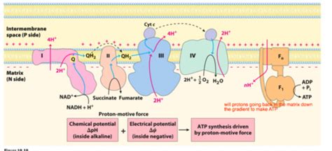 Oxidative Phosphorylation Flashcards | Quizlet