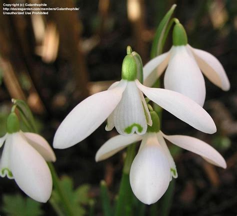 PlantFiles Pictures Galanthus Species Common Snowdrop February Fair