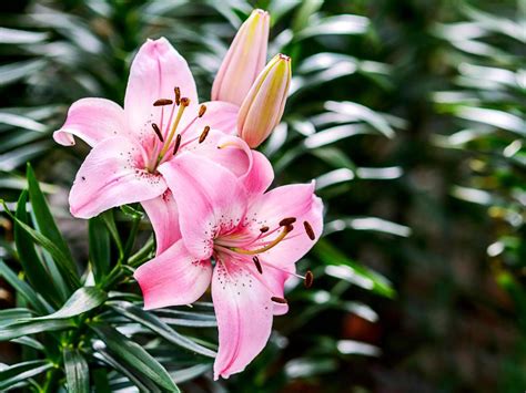 lily flower bloom  garden  stock photo  vecteezy